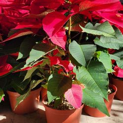 Poinsettias 