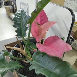 Beautiful Healthy Indoor Plants