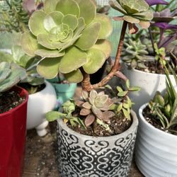$10 Succulent Sale 