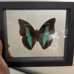 Black Framed Butterfly 
