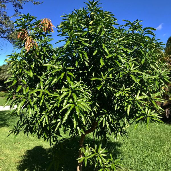 Grafted Mango trees for Sale in Miami, FL OfferUp