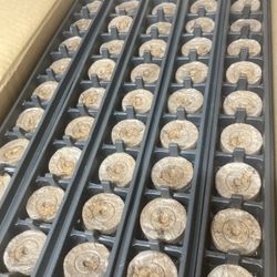 30mm-36mm Jiffy 7 Peat Pellets