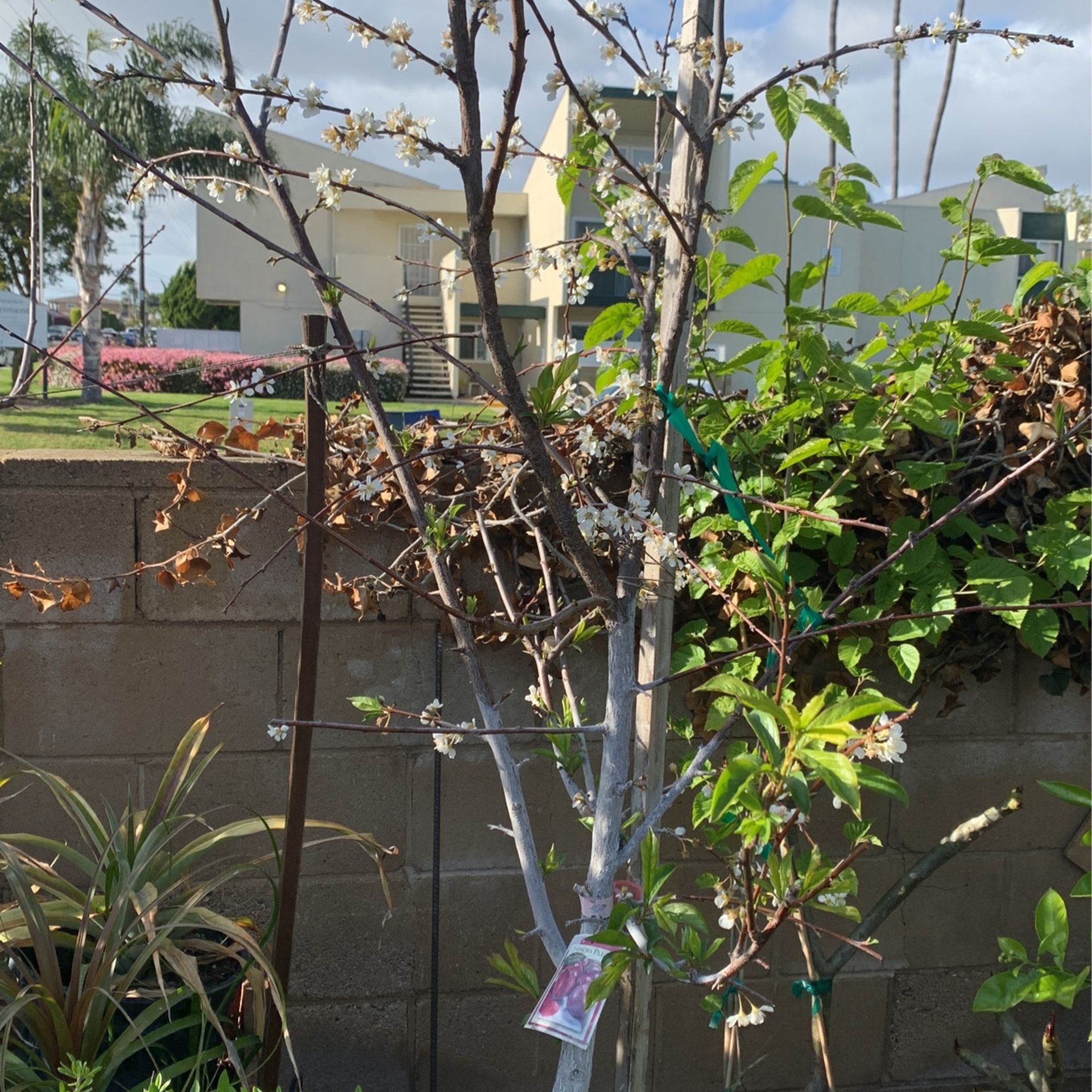 Satsuma Plum Tree