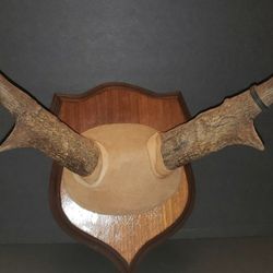 Vintage Mounted ANTLERS (1987 on Back)