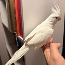 Beautiful  Books For Sale