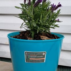 Spanish Lavender Plant 