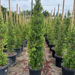 Eugenia Privacy Hedge