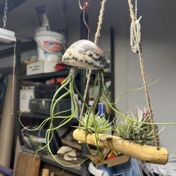 Airplant Art 