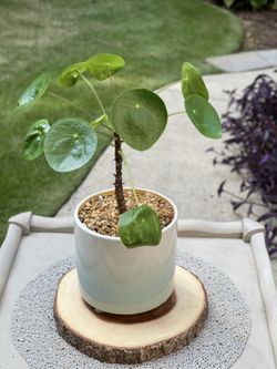 Beautiful Plants & Cacti 
