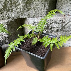Organic Western Sword Fern Perennial  Plant.