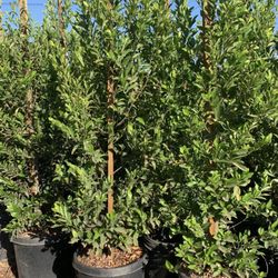 carolina cherry laurel, English laurel for  hedge and privacy 15gal 