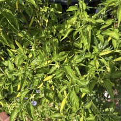 Chili Plant -Capsicum annuum (Sweet  chili pepper plant ) … cay ot xiem trang