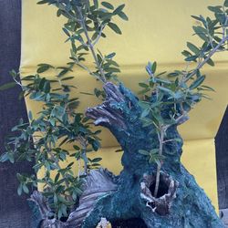 Bonsai Plants $70 Each