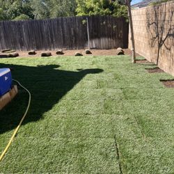 Sod Fescue