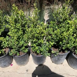 Boxwood 5. Gallon 15$ Nice And Green