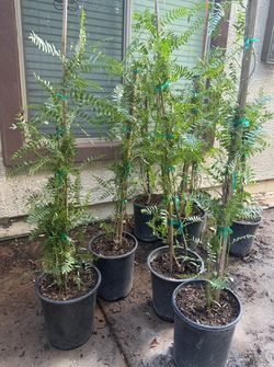 Pirul Trees Trees 5F $50 Each Price Firm