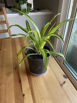 Spider Plant