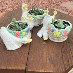 Vintage duckling planters with healthy succulents 