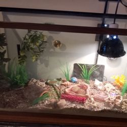Big Fish Tank