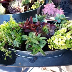 SKYLINE SUCCULENTS IN SAN LORENZO THIS SATURDAY PICK UP