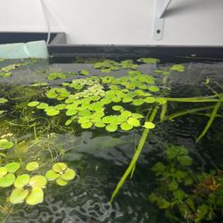 Free Frogbits Floating Plants. 