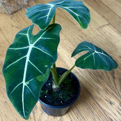 Rare Alocasia Frydek Plant / Free Delivery Available 