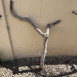 Cholla Cactus Skeleton 
