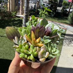 Pretty Little Pots , Each Pot With Plants $2.50