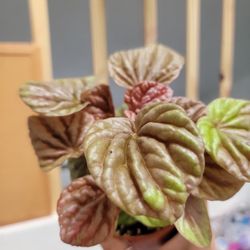Peperomia Quito Plant 4"