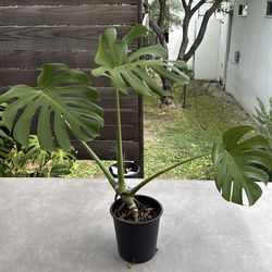 Monstera Plant