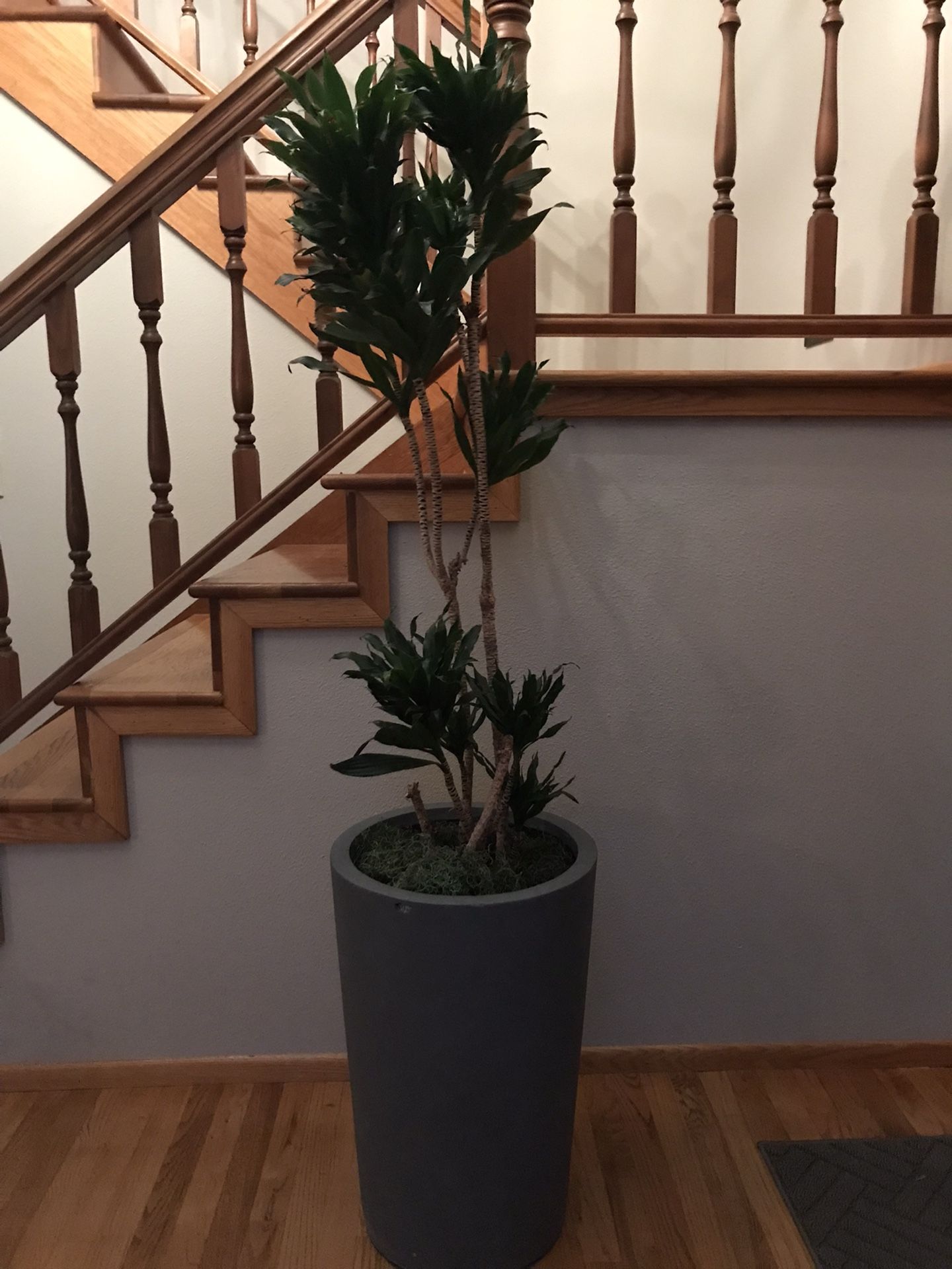 Large House Office Plant - Janet Craig Dragon Dracaena