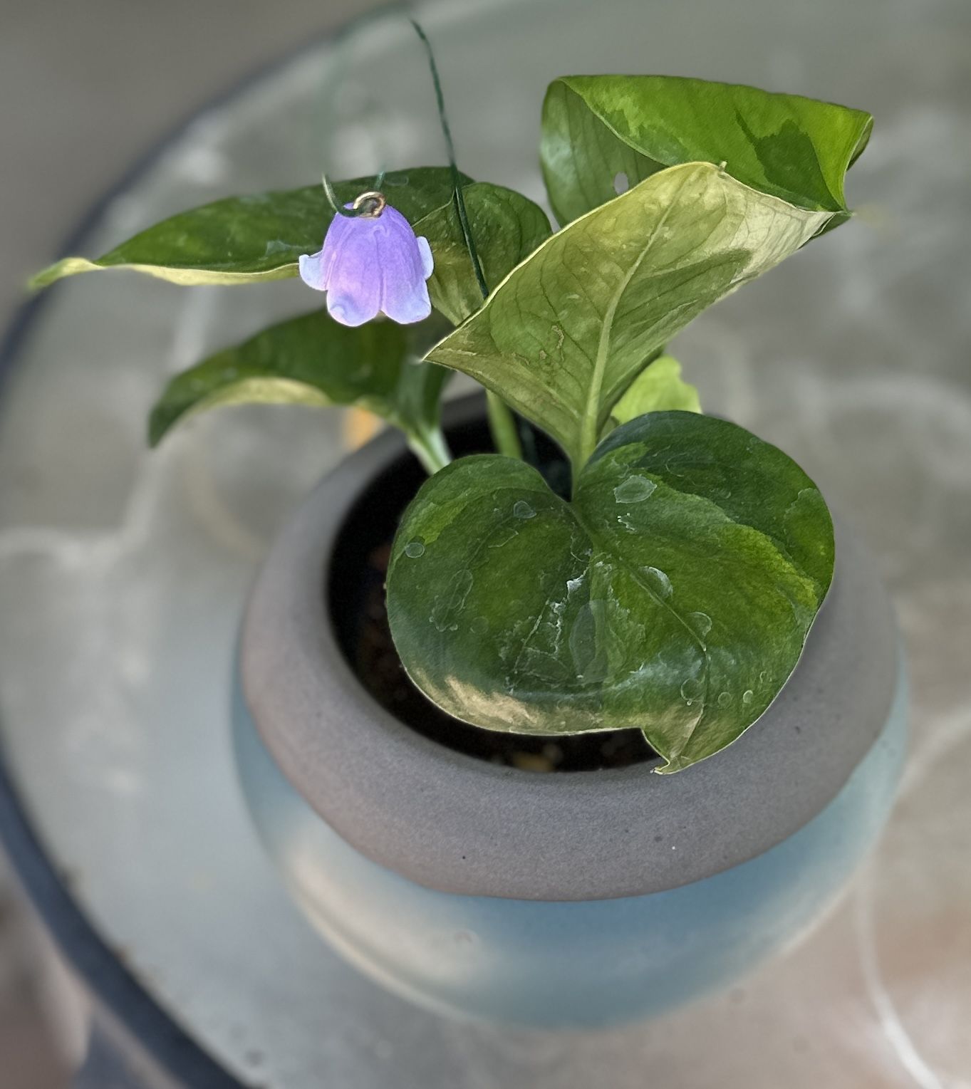 Reverted Manjula Pothos