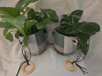 Pathos plants