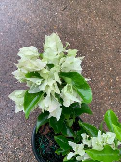 White bougainvillea shrub