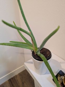 Aloe vera plant for 10$
