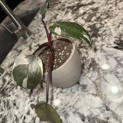 Plant Philodendron White Knight