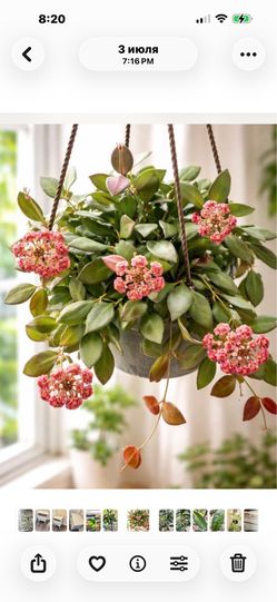 Hoya Butorniae variegated