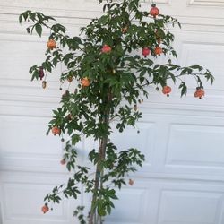 Chinese Lantern Blooming Plant, In 5 Gallons Pot Is Outdoor Sun Or Shade Plant