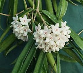 Hoya Longifolia