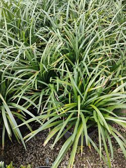 Liriope On Sale! 3gl $6