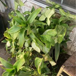 Plant