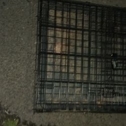Dog Cage