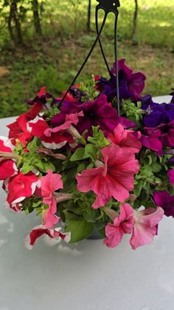 HANGING BASKET REAL FLOWERS