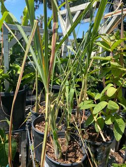 Lemongrass Plant in Black Nursery Pot