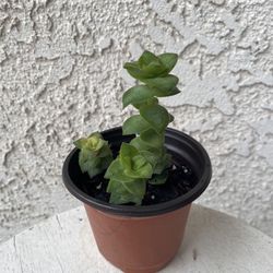 4 Inch Pot Succulent Plant - Crassula Perforata  - String of Buttons  - Rooted & Established Plant - Drought Resistant - 🪴 