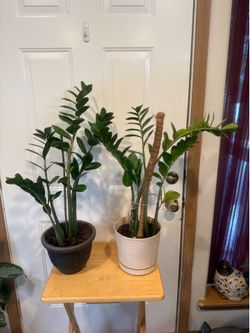 ZZ Plant