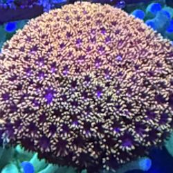 Coral Deco