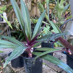 Baby Moses In A Cradle