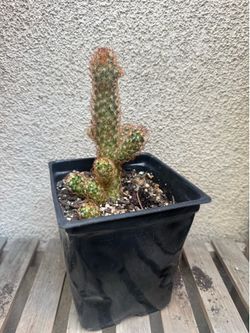Copper King Mammillaria Cactus Plant