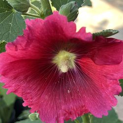 Blooming Red Flower Plant